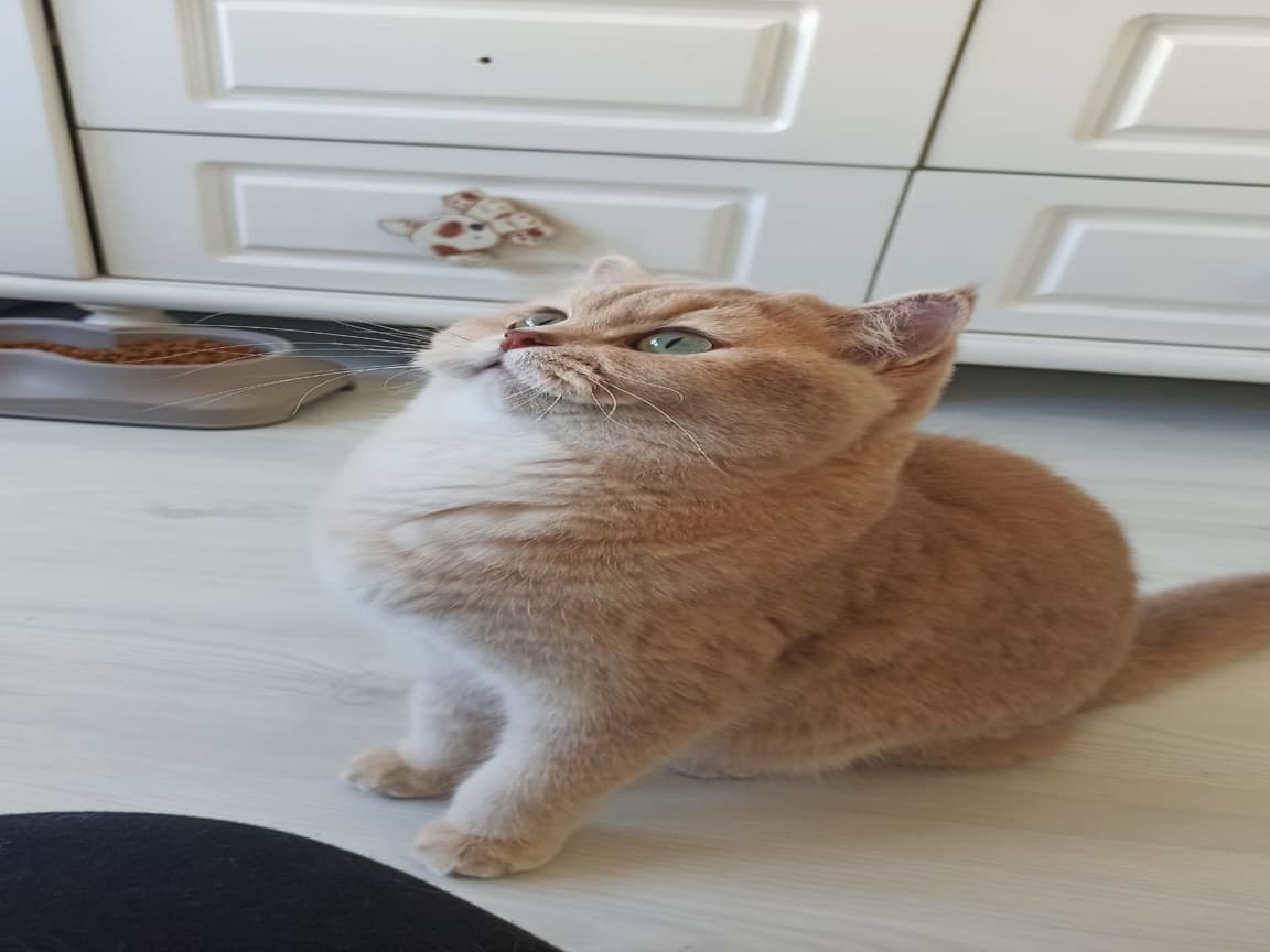 Yeni yuvasını arıyor 