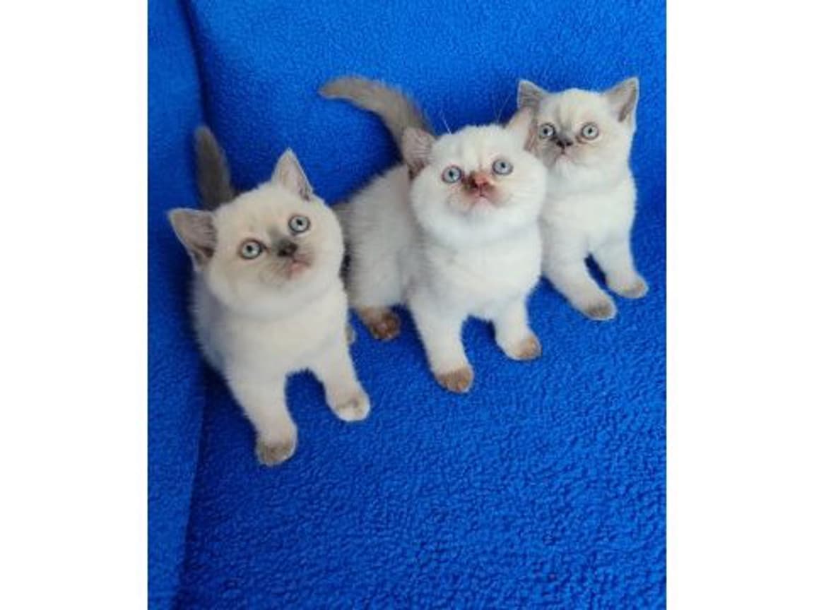 BRİTİSH ŞORT HAİR BULUPOİNT YAVRULARIMIZ YENİ YUVASİNİ ARIYOR - PetPaticim
