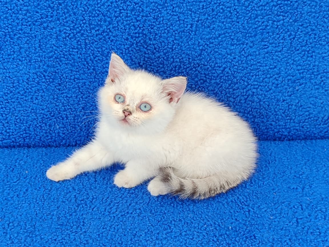 YENİ YUVASINA GİTMEYE HAZIR  BRİTİSH PONÇİK