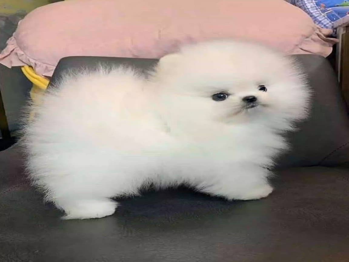 Pomeranian Üretim Çiftliğinden