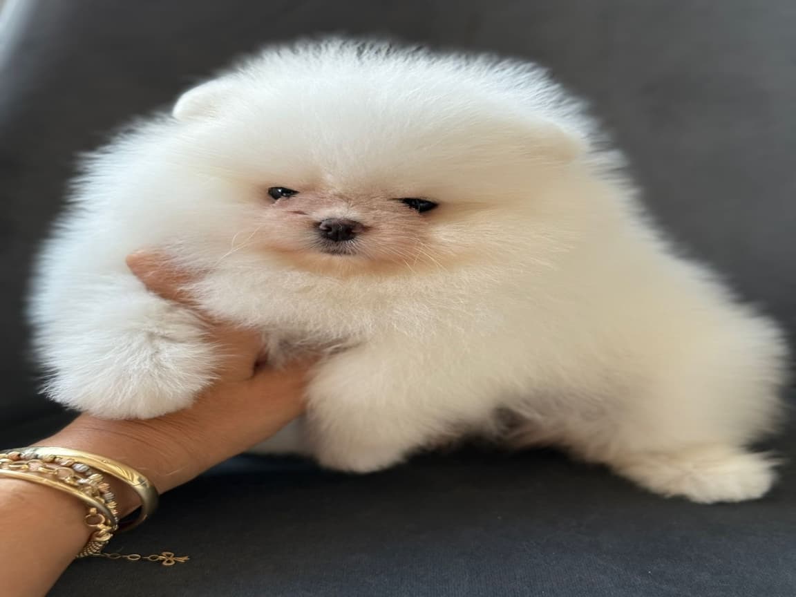 Pomerian Boo 
