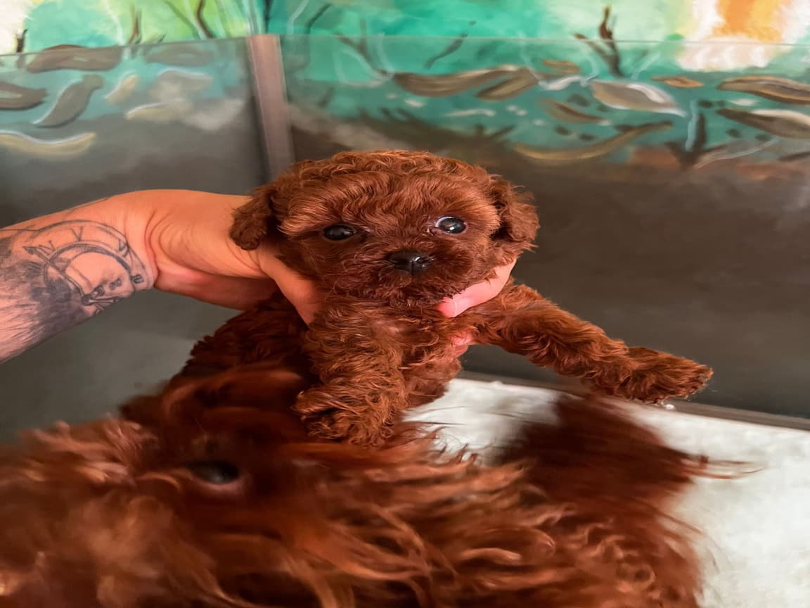Toy Poodle Kore 