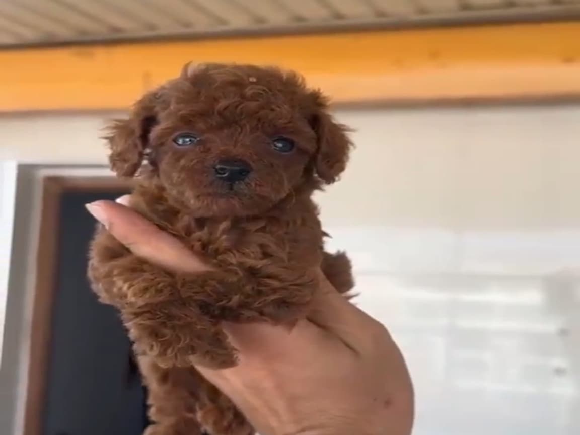 TOY POODLE SEVİMLİ YAVRULAR KIPKIRMIZI RED BRAW  - PetPaticim