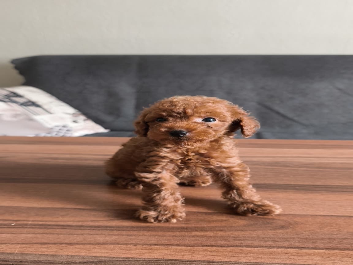 Toyy poodle  - PetPaticim
