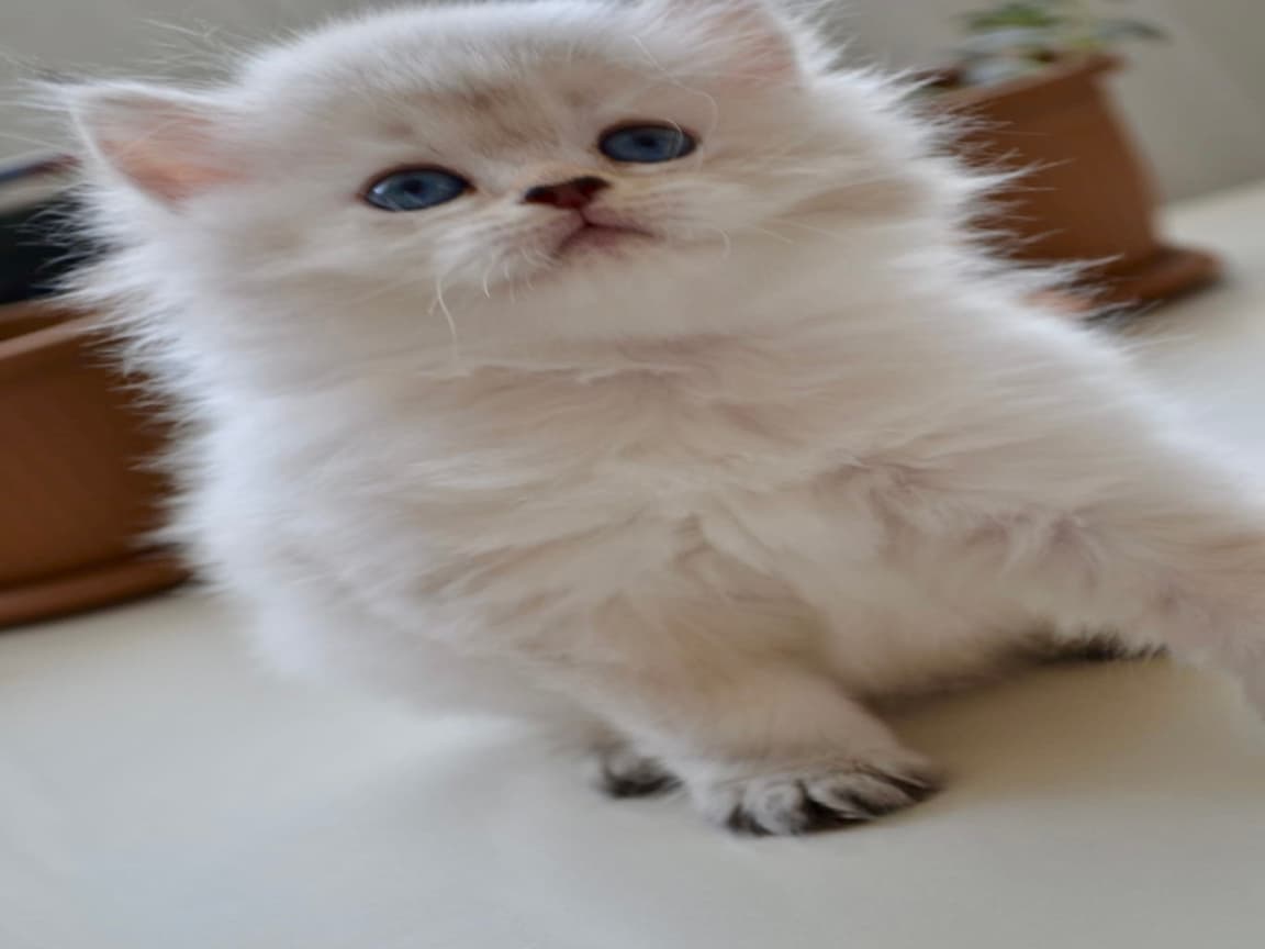 British Longhair Golden Point