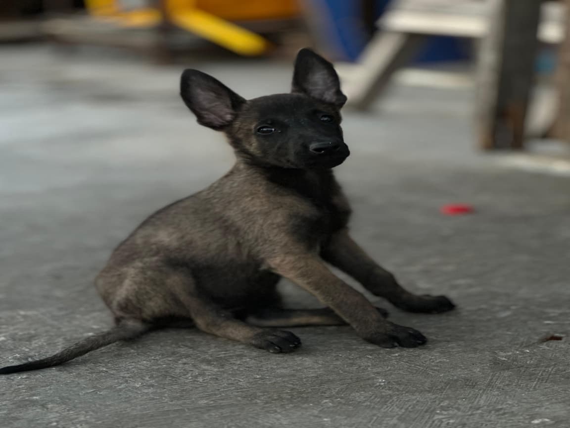Malinois bebekler 