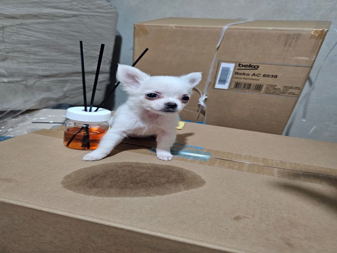 Fincan boy teacup kar beyaz şivava 