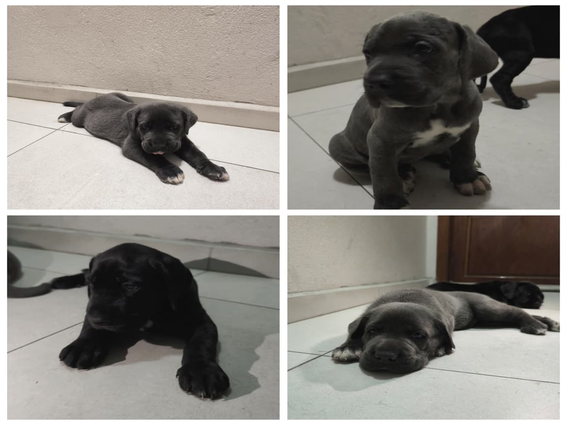 CANE CORSA YAVRULAR - PetPaticim