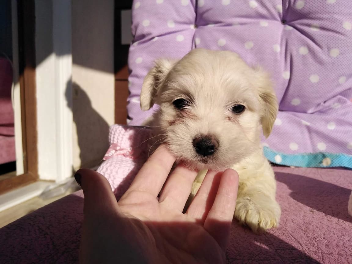 Gelip canlı görebileceğiniz maltipoo yavrular