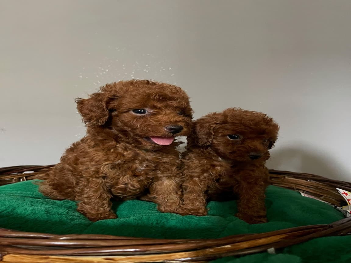 Kore Poodle 
