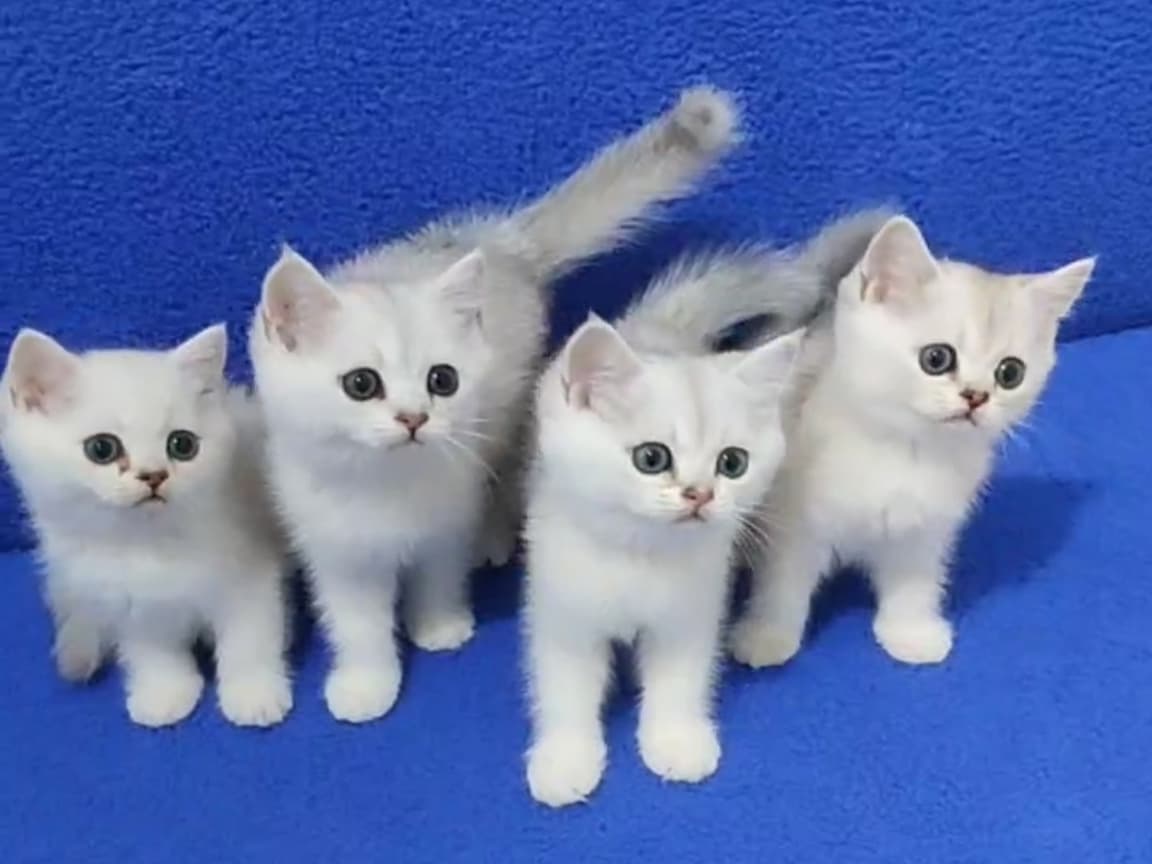 Silver ponçikler teslime hazırdır