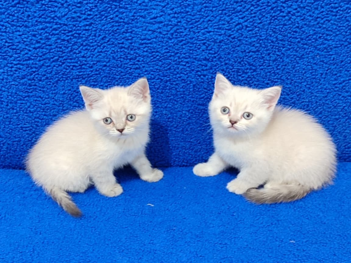 KAÇMAZ GÜZELLİKTE MAVİ BONCUKLAR