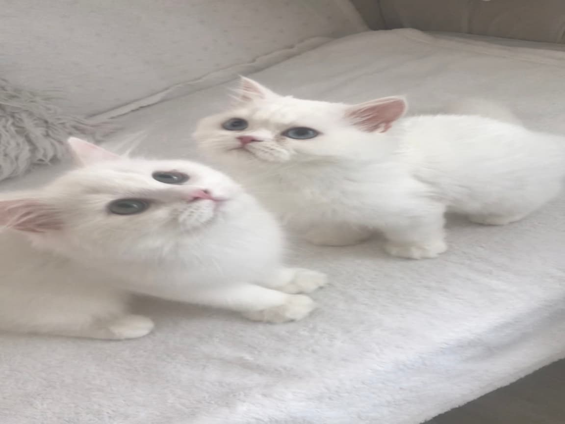 Longhair güzel bebeklerim 
