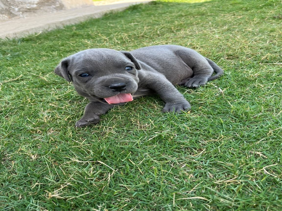 Cane Corso bebekler 