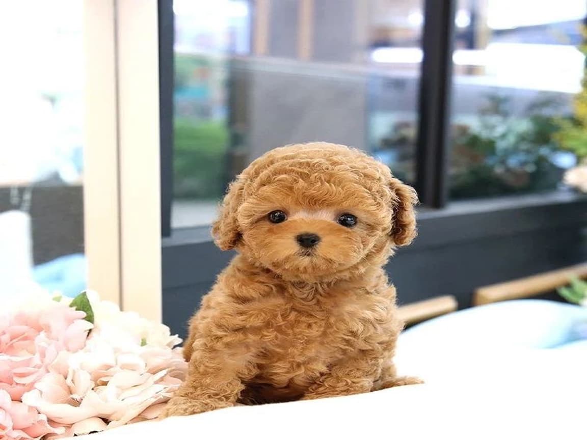 A Kalite Pofidik Toy Poodle - PetPaticim