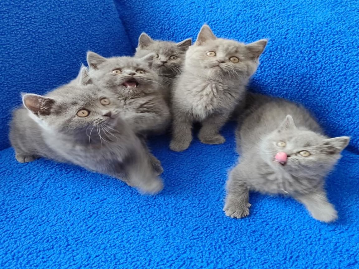 GRİ BRİTHİŞH PONÇİKLER TESLİME HAZIRDIR