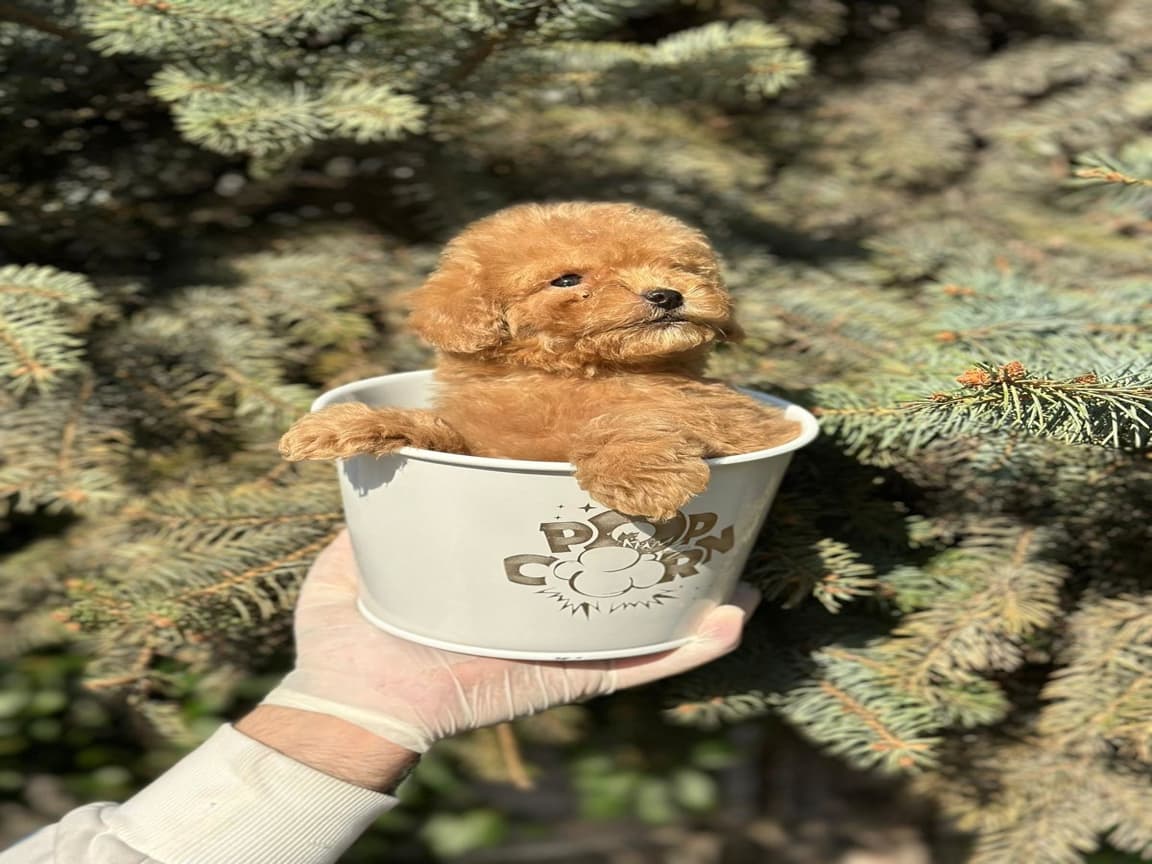 Scrli A Kalite Toy Poodle Yavrular - PetPaticim