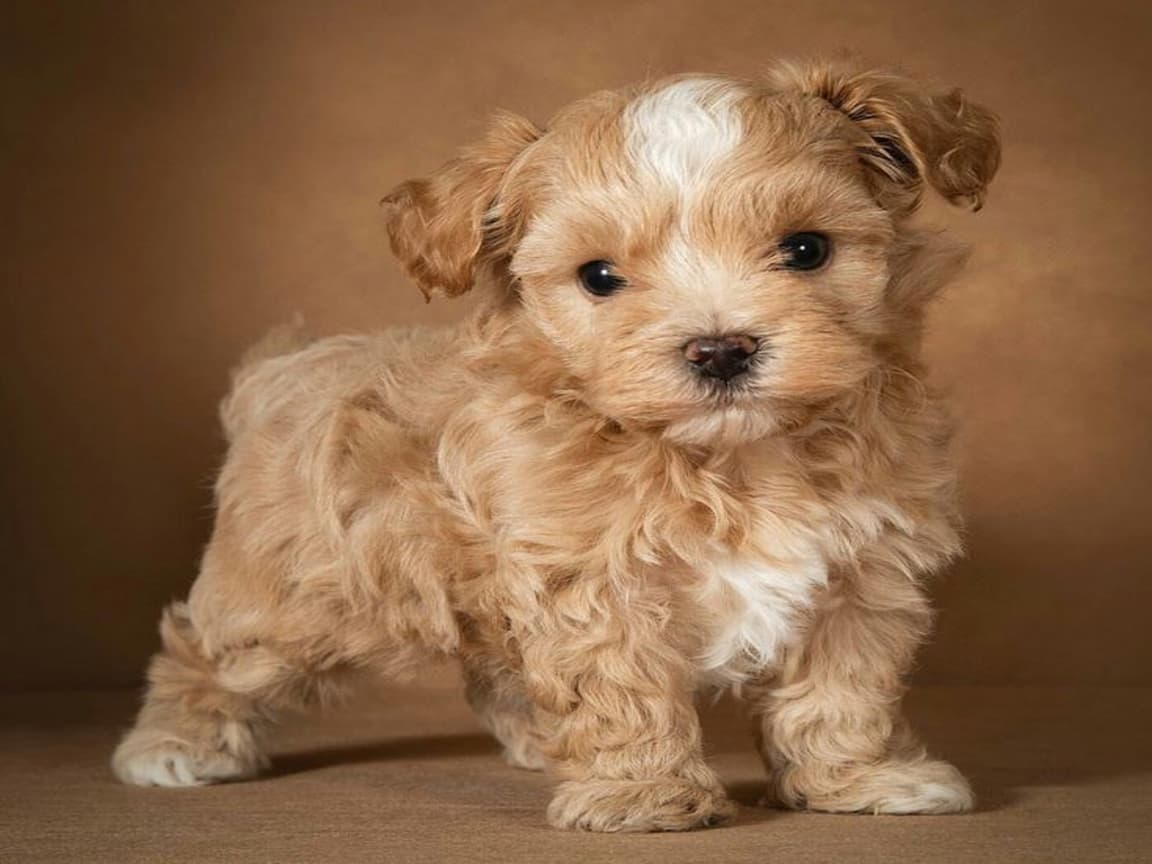 KAHVE TONLU MALTİPOO CİNSİ SEVİMLİ YAVRULAR  - PetPaticim