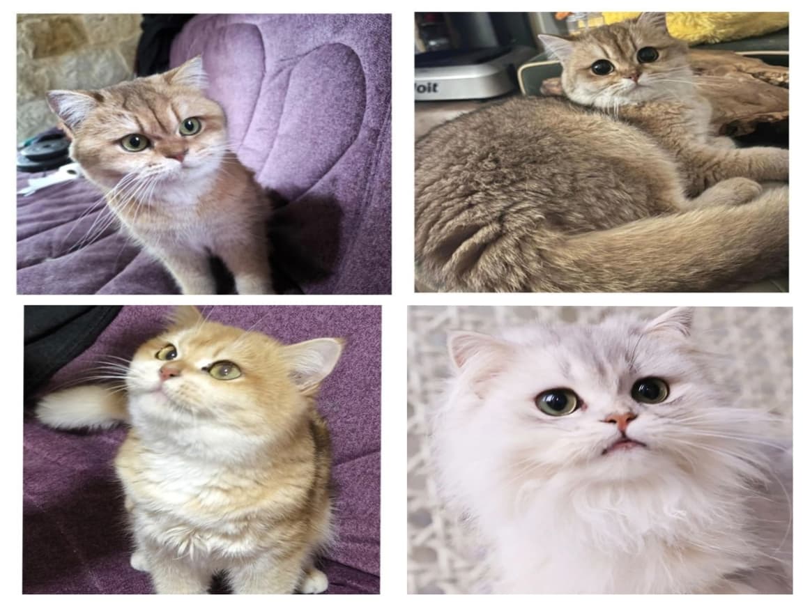 SECERELİ SHORTHAİR VE LONGHAİR KEDİLER - PetPaticim