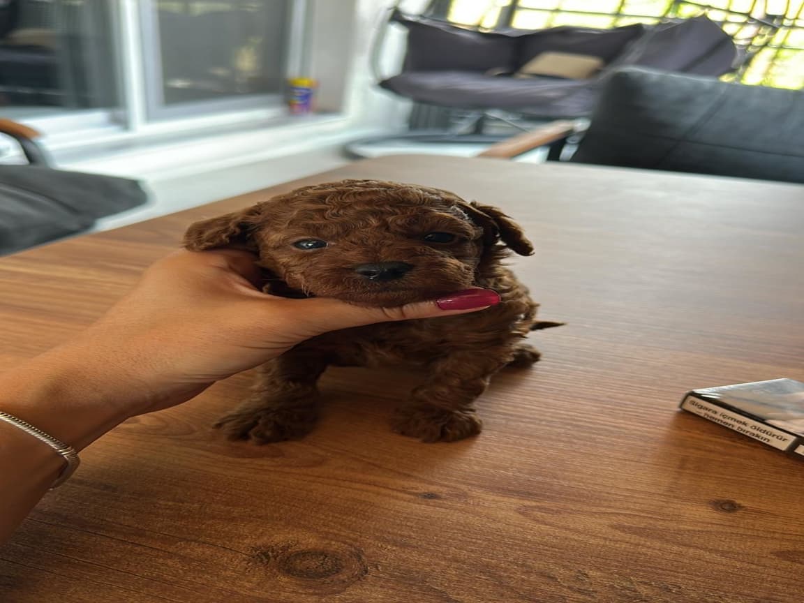 Red Toy Poodle Kore Kan