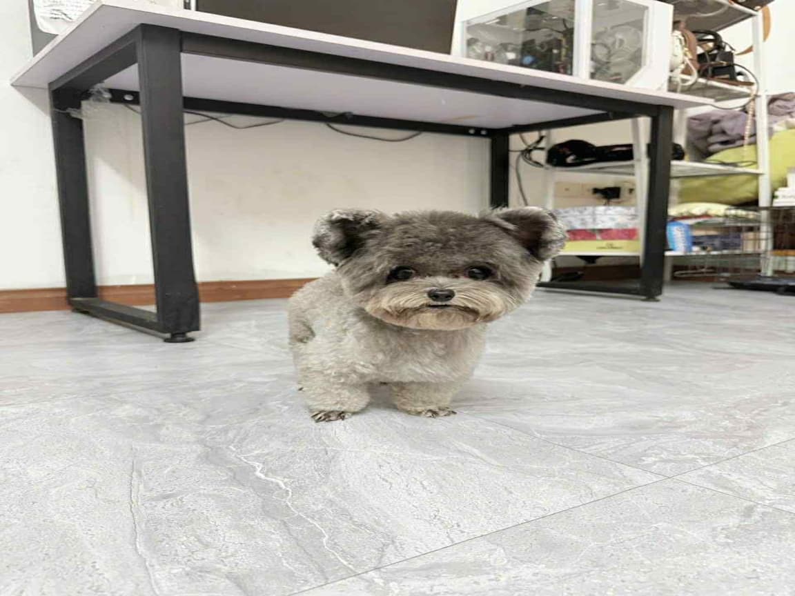 Silver Kore Puppy 