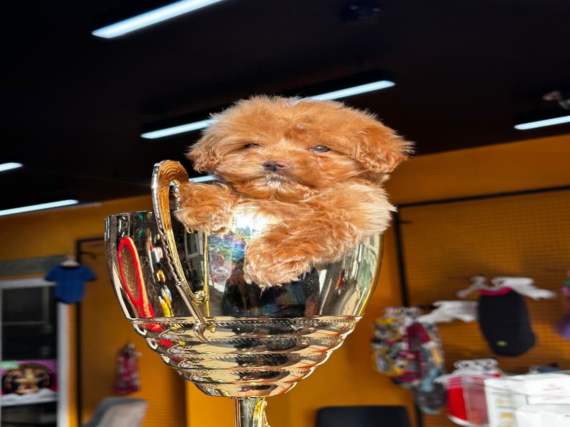 Gülen Yüz Red Malti̇poo Yavrulari - PetPaticim