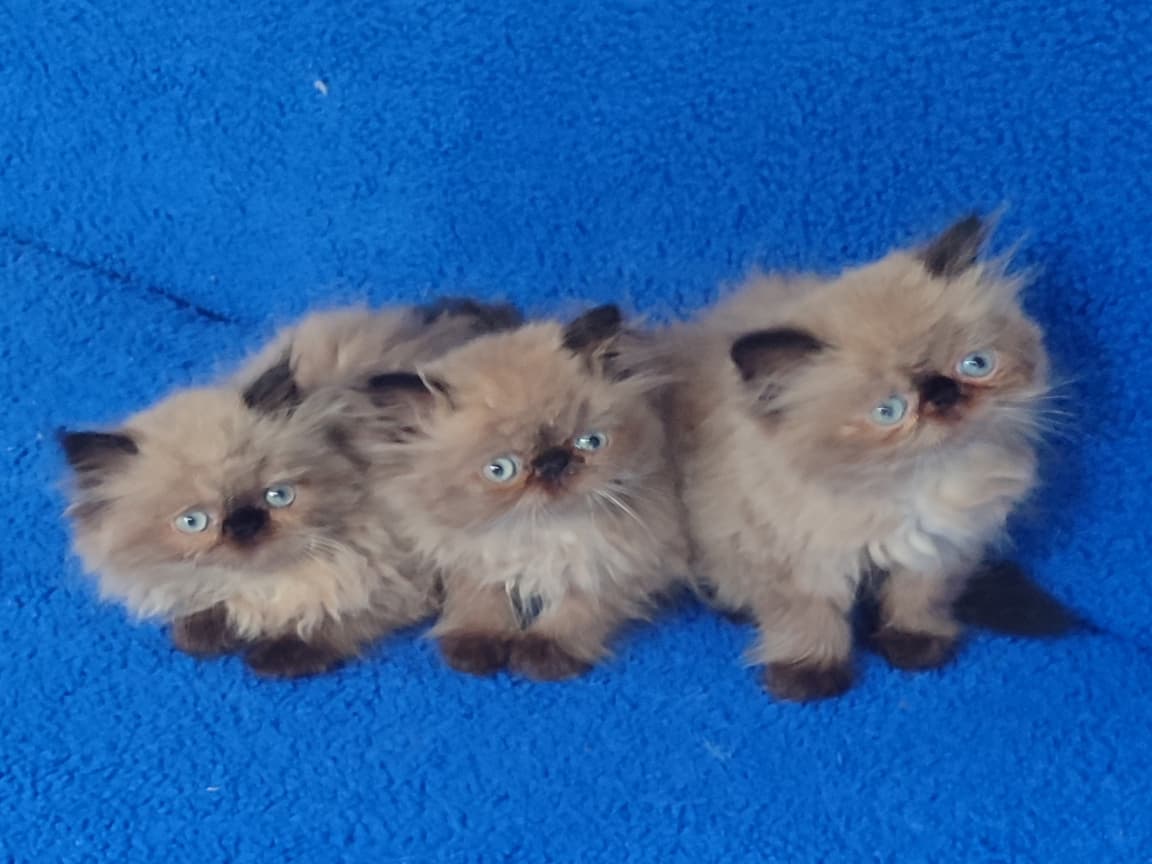 ARAMAKLA BULUNMAZ İRAN PONÇİKLER