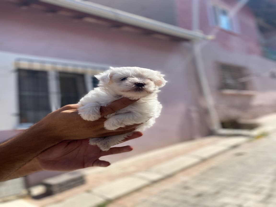 Korean Maltese Bebeklerimiz