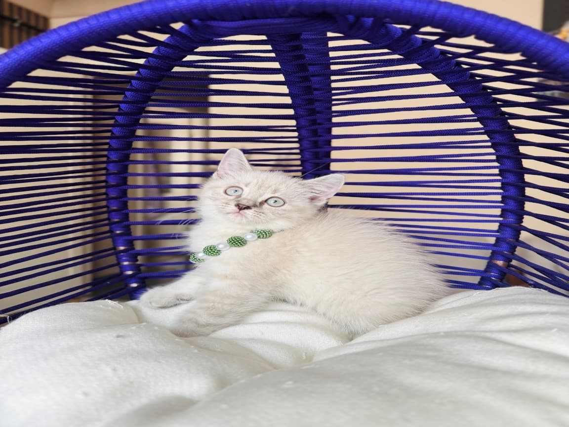 British Shorthair Silver Point Yavrular  - PetPaticim