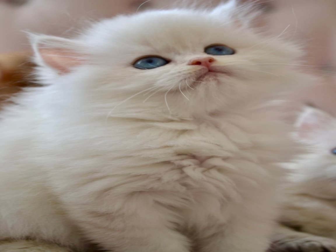 British Longhair Golden Point