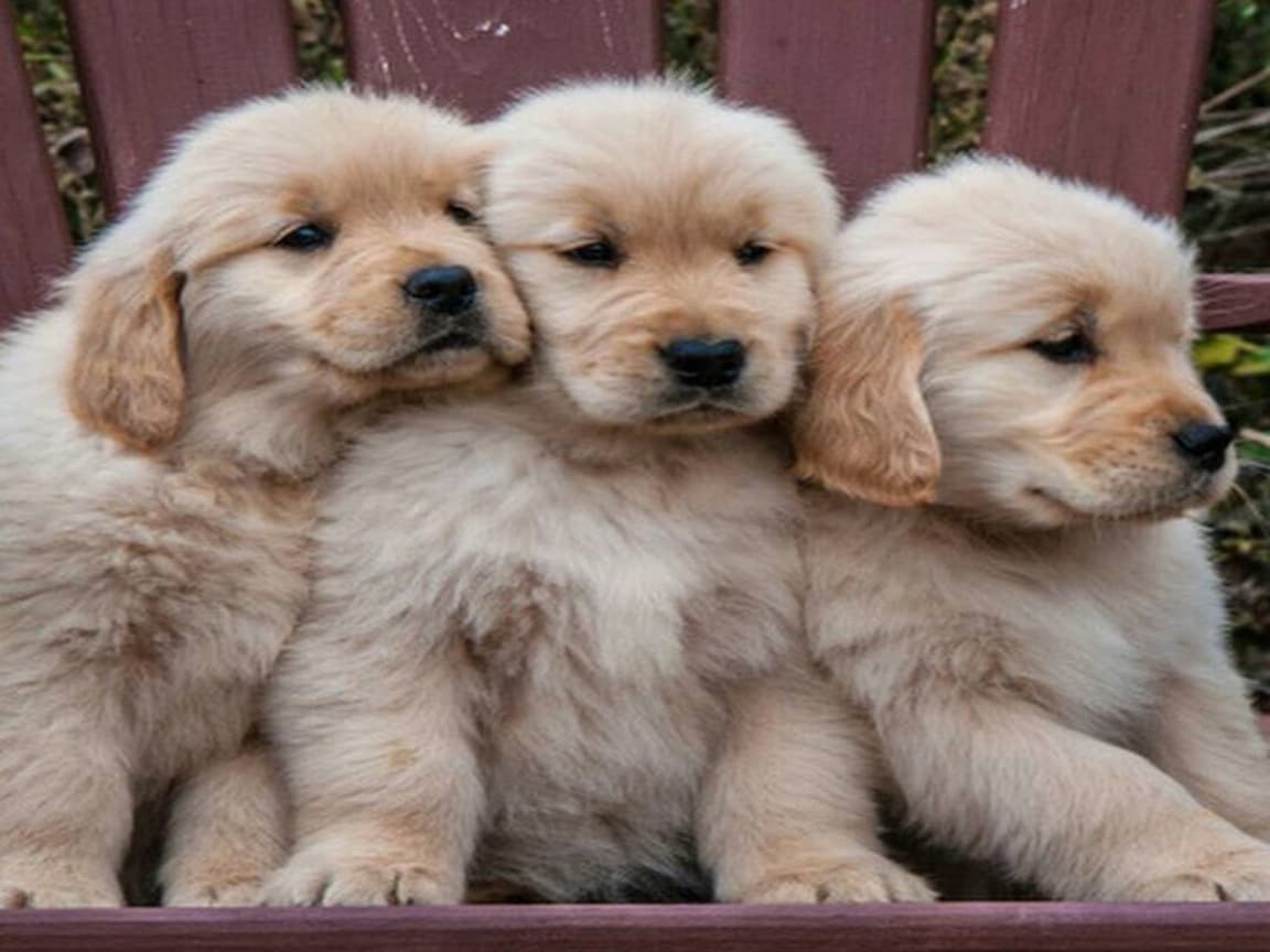 Safkan golden retriever yavrular görerek alabilirsiniz