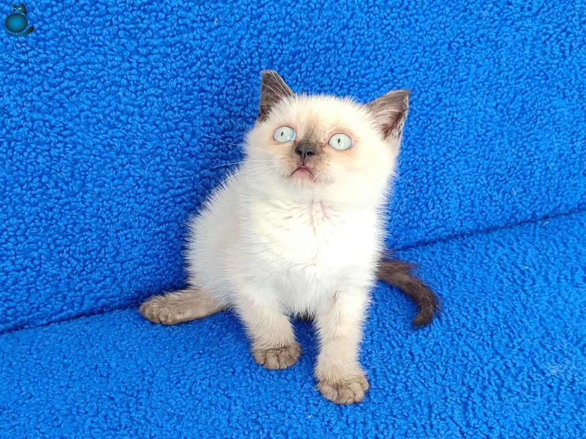 YENİ YUVASINA GİTMEYE HAZIR BRİTİSH PONÇİK