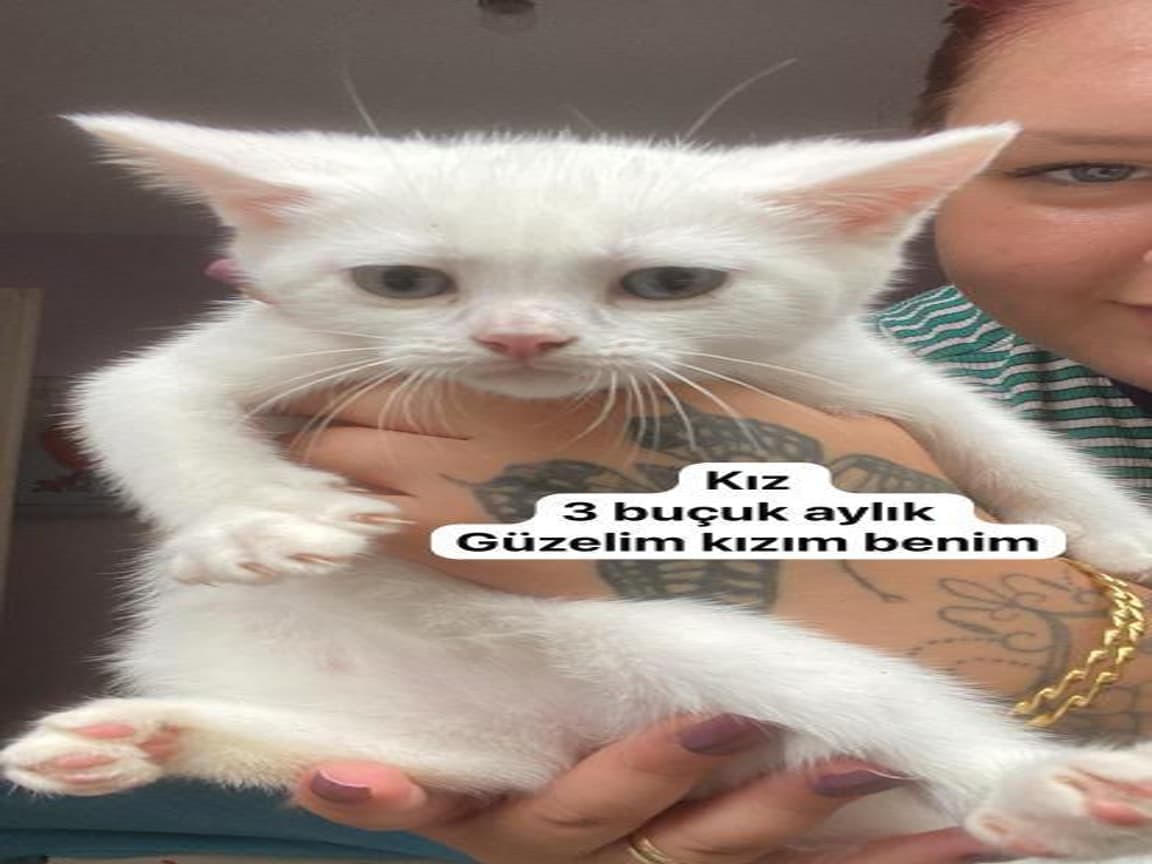 Yavrusunu arıyor