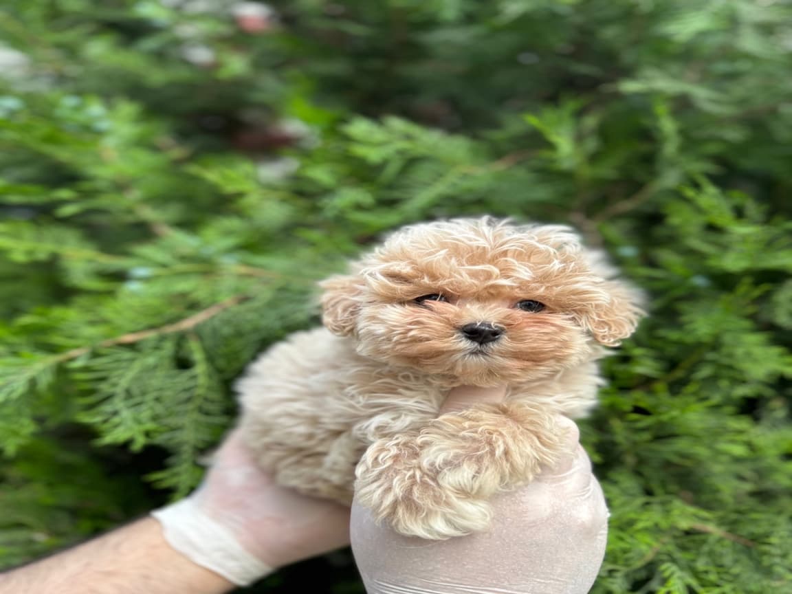 En İyisi En Özeli Maltipoo Yavrular - PetPaticim