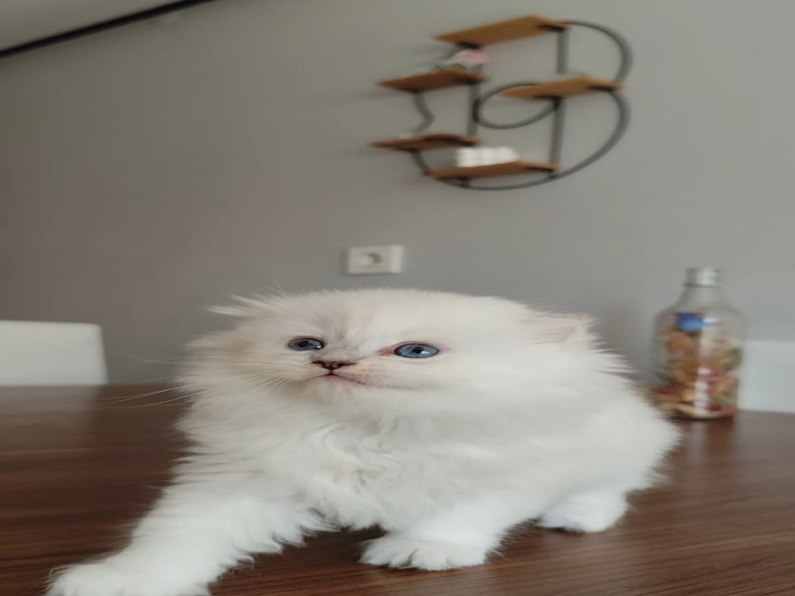 Yeni yuvasını arıyor 
