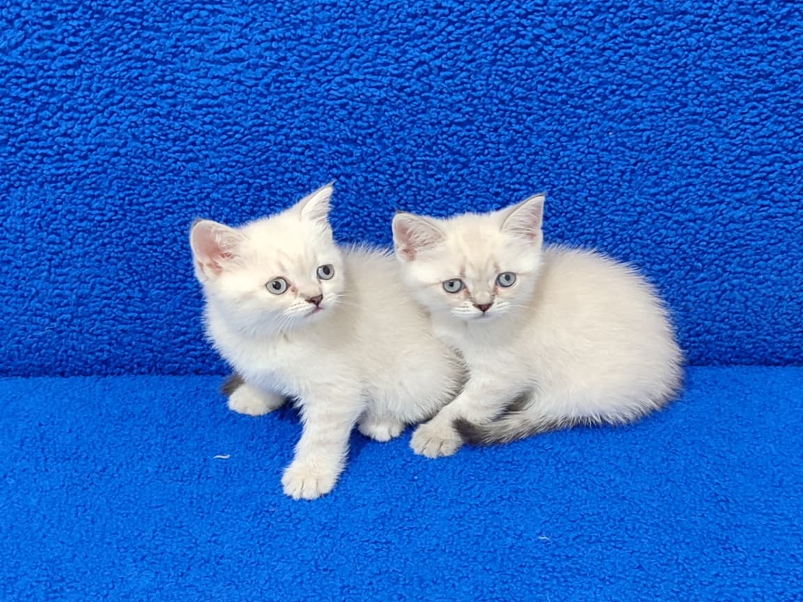 BU MAVİŞLER YENİ YUVASINI ARIYOR