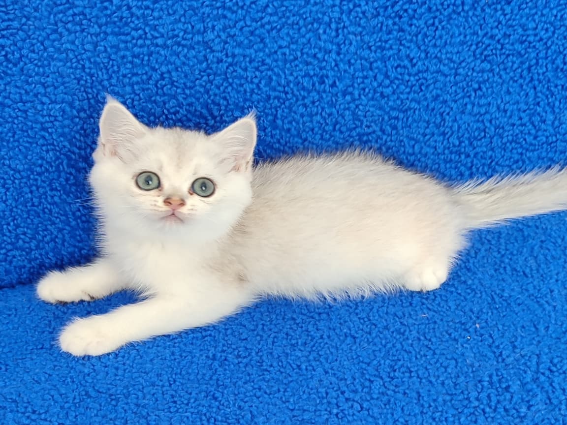 YENİ YUVASINA GİTMEYE HAZIR  BRİTİSH PONÇİK