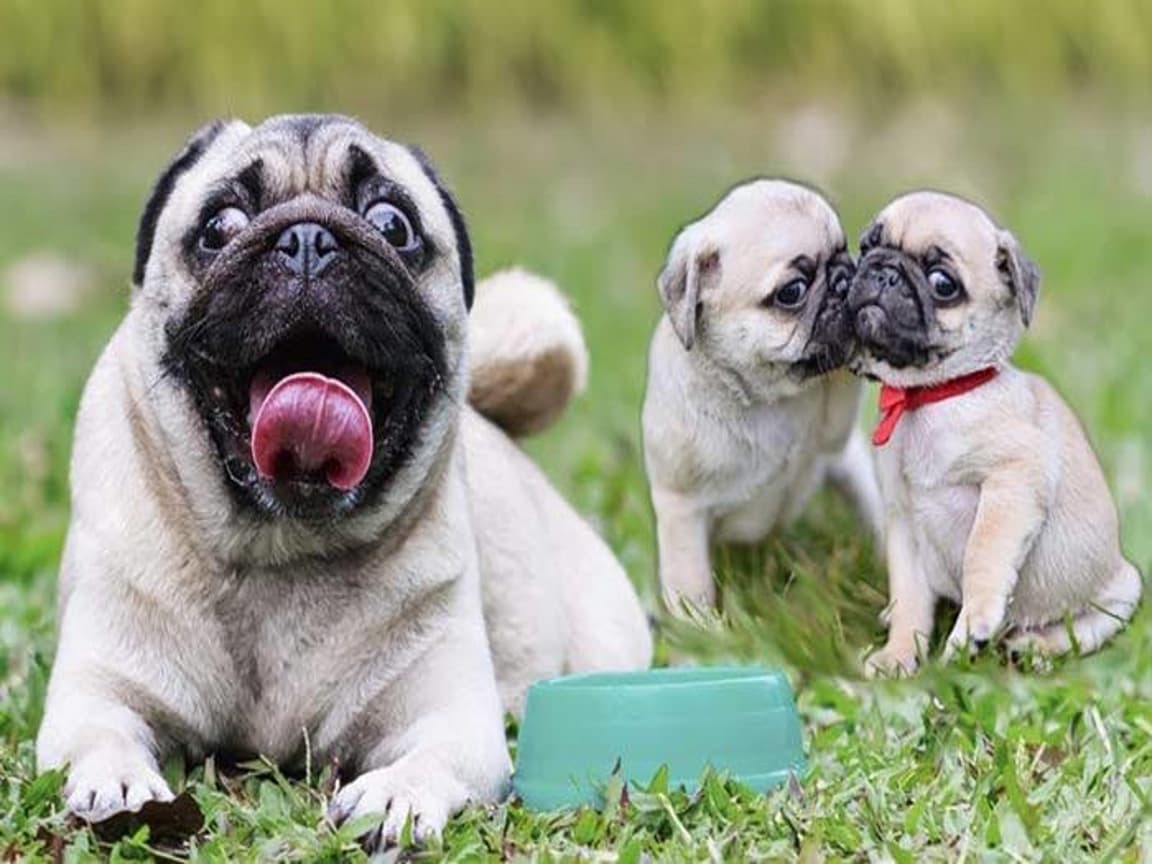 Pug mobs bebeklerimiz  - PetPaticim